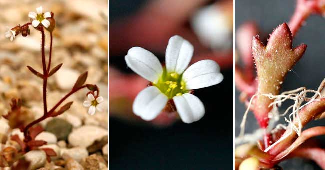 Fiche florale de la Saxifrage  3 doigts