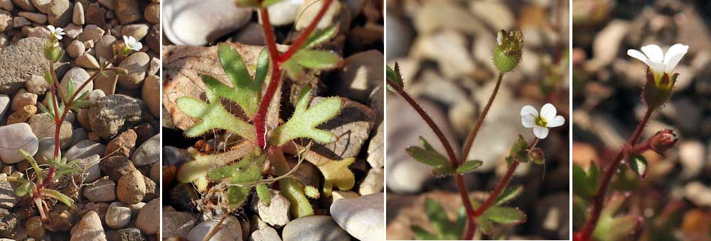 Fiche florale de la Saxifrage  3 doigts