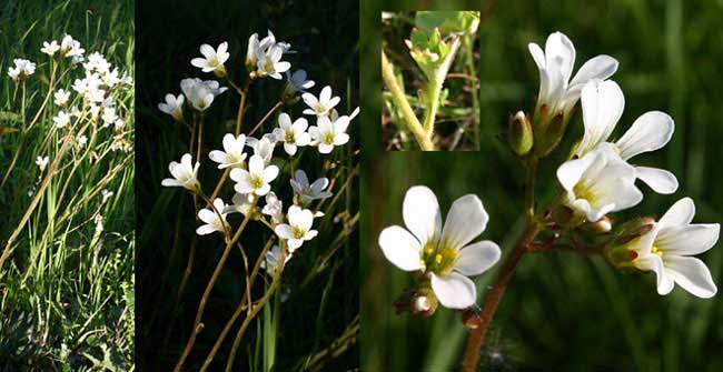 Fiche florale de la Saxifrage granule