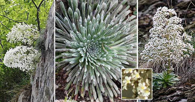 Fiche florale de la Saxufrage  longues feuilles