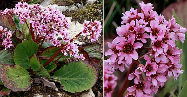 Fiche florale de la Bergnie corde