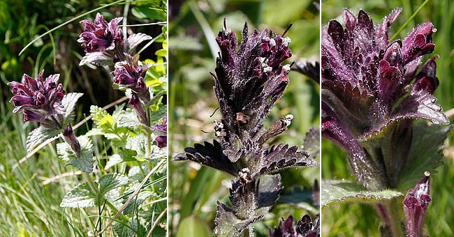 Fiche florale de la Bartsie des Alpes