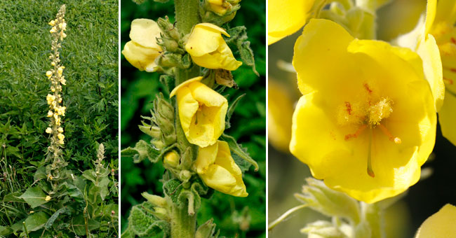 Fiche florale du Bouillon blanc