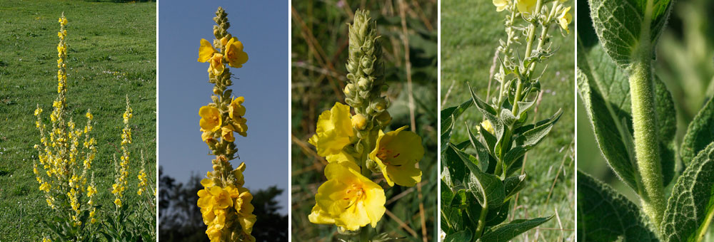 Fiche florale du Bouillon blanc