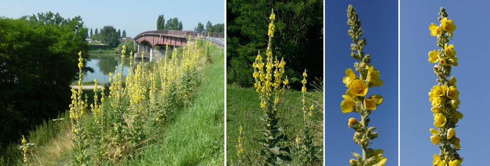 Fiche florale du Bouillon blanc