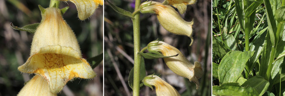 Fiche florale de la Digitale  grandes fleurs