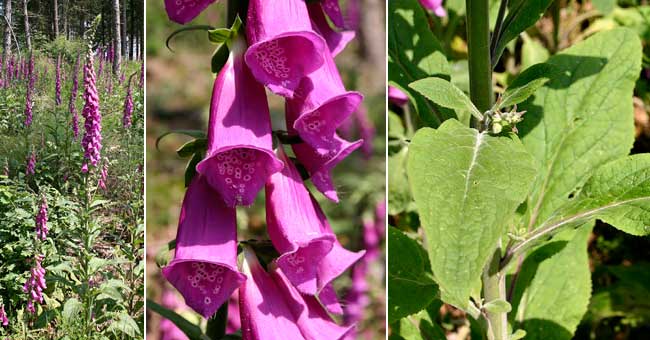 Fiche florale de la Digitale pourpre