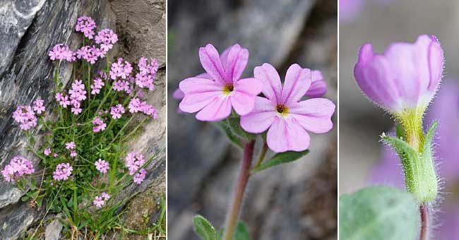 Fiche florale de l'Erine des Alpes