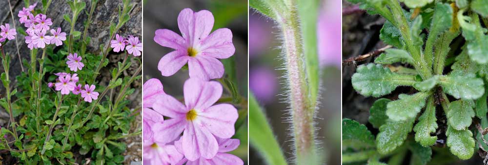 Fiche florale de l'Erine des Alpes