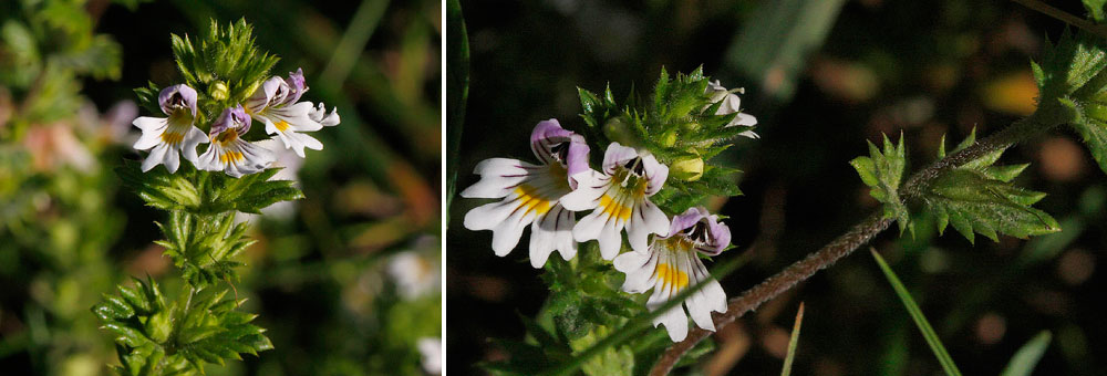 Fiche florale de l'Euphraise casse-lunettes