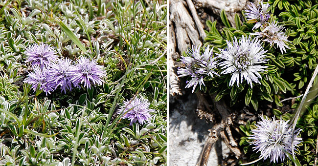 Fiche florale de la Globulaire rampante