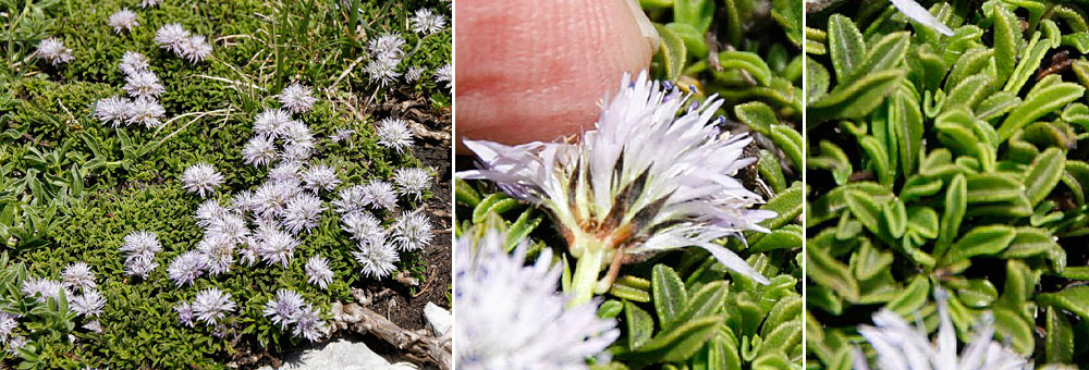 Fiche florale de la Globulaire rampante