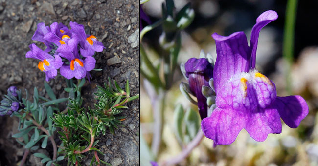 Fiche florale de la Linaire des Alpes