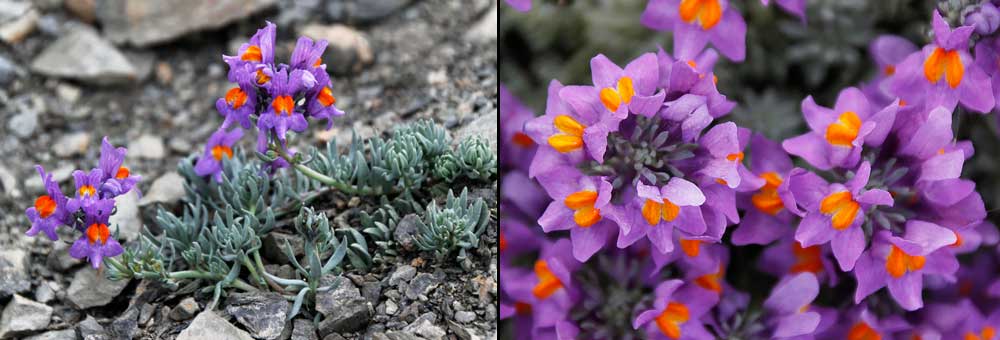 Fiche florale de la Linaire des Alpes