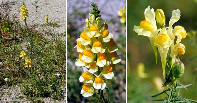 Fiche florale de la Linaire commune