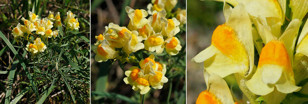 Fiche florale de la Linaire commune