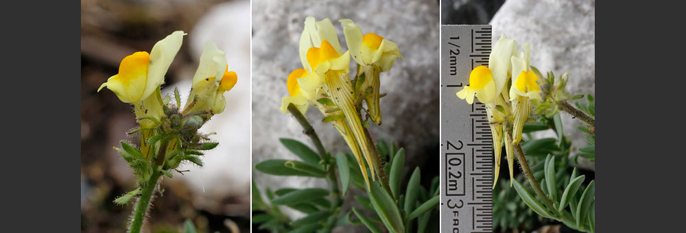 Fiche florale de la Linaire des Pyrnes