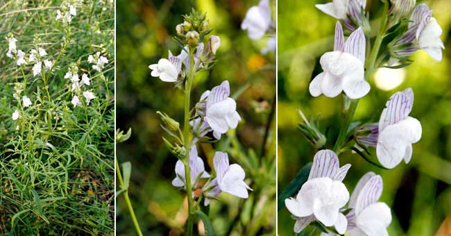 Fiche florale de la Linaire strie