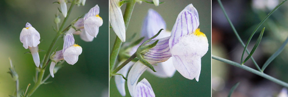 Fiche florale de la Linaire strie