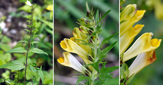 Fiche florale du Mlampyre des prs