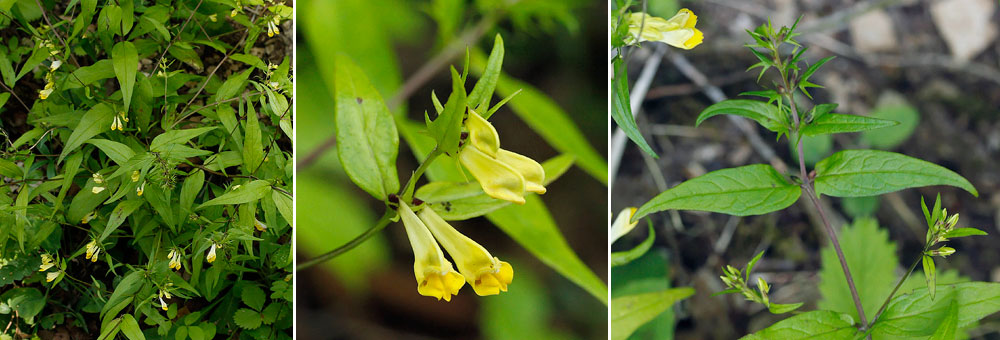 Fiche florale du Mlampyre des prs