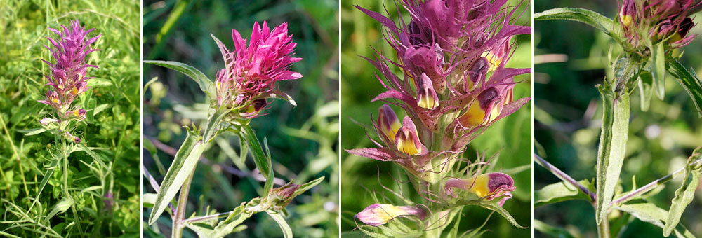 Fiche florale du Mlampyre des champs 