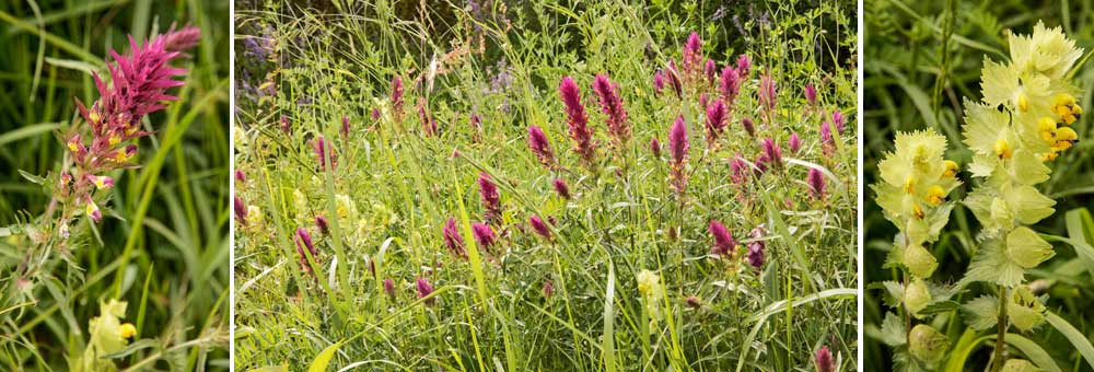 Fiche florale du Mlampyre des champs 