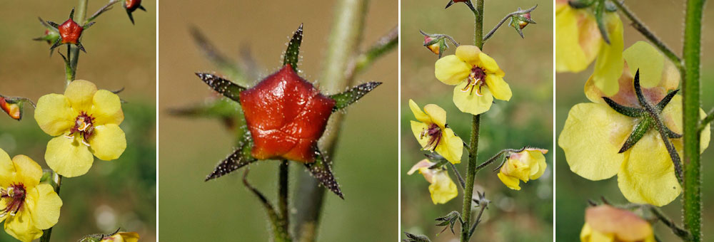 Fiche florale de la Molne blattaire