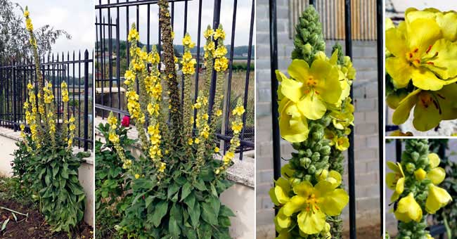 Fiche florale de la Molne fausse phlomide