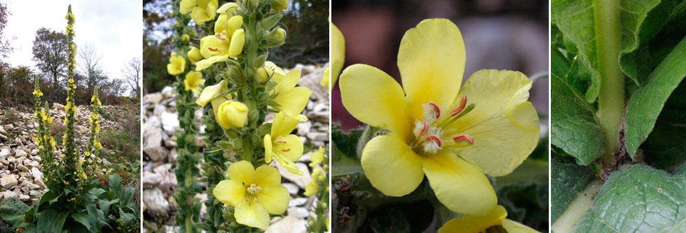 Fiche florale de la Molne  fleurs denses