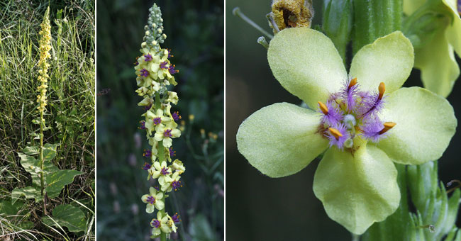 Fiche florale de la Molne noire