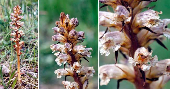 Fiche florale de l'Orobanche amthyste