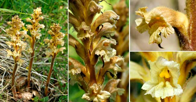 Fiche florale de l'Orobanche leve