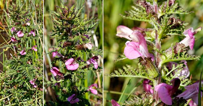 Fiche florale de la Pdiculaire des marais