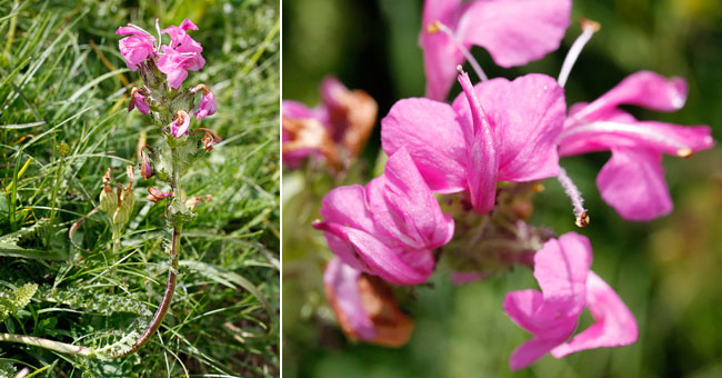 Fiche florale de la Pdiculaire des Pyrnes