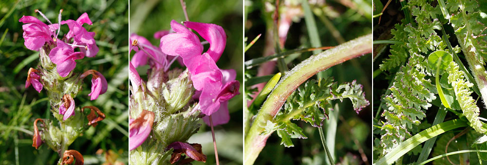 Fiche florale de la Pdiculaire des Pyrnes