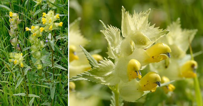 Fiche florale de la Rhinante crte de coq