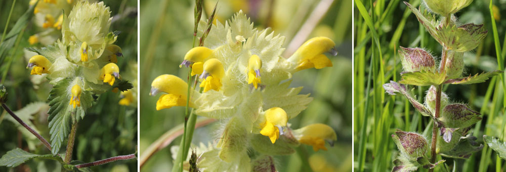 Fiche florale de la Rhinante crte de coq