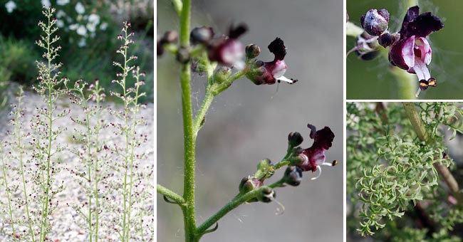 Fiche florale de la Scrofulaire des chiens