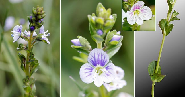 Fiche florale de la Vronique  feuilles de Serpolet