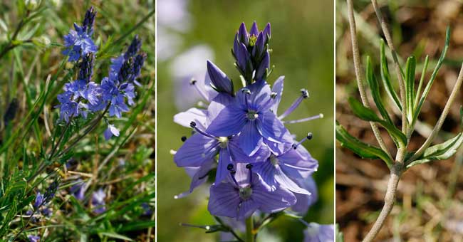 Fiche florale de la Vronique couche