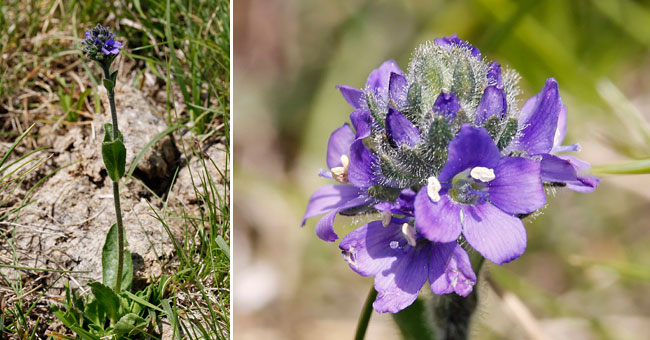 Fiche florale de la Vronique fausse Pquerette