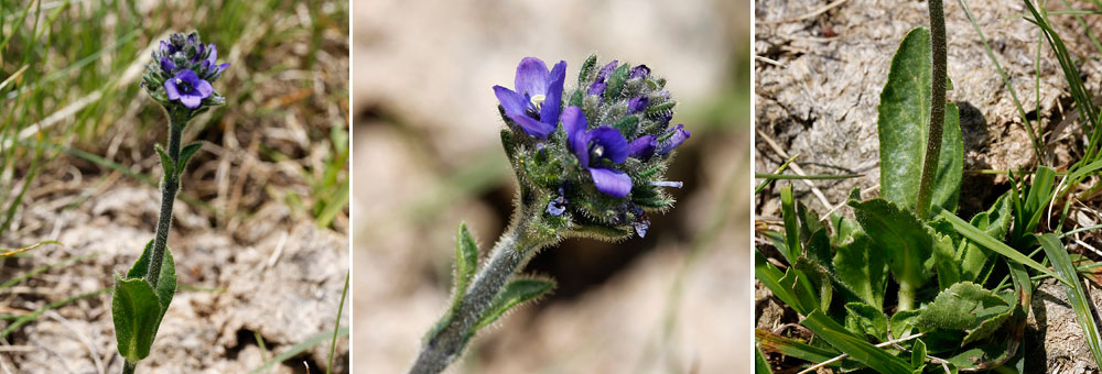 Fiche florale de la Vronique fausse Pquerette