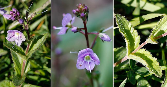 Fiche florale de la Vronique de Gouan