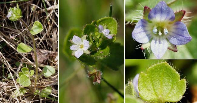 Fiche florale de la Vronique  feuilles de lierre