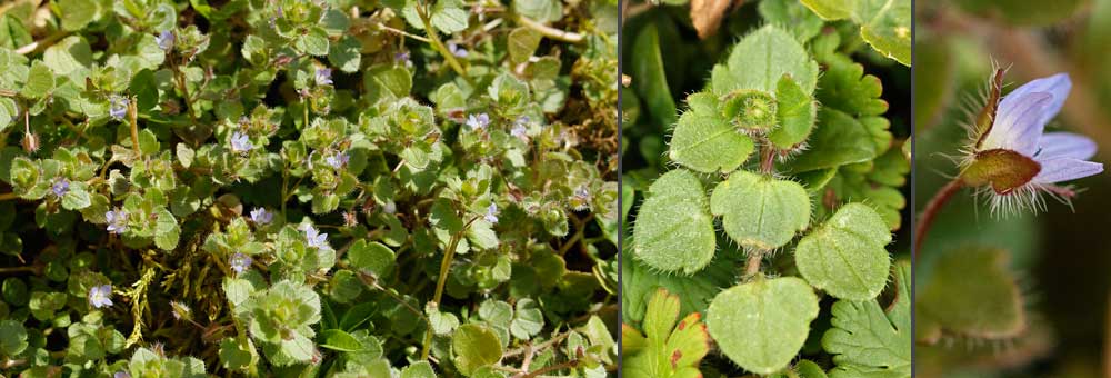 Fiche florale de la Vronique  feuilles de lierre