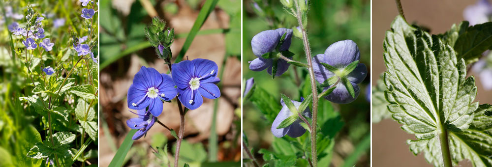 Fiche florale de la Vronique petit chne