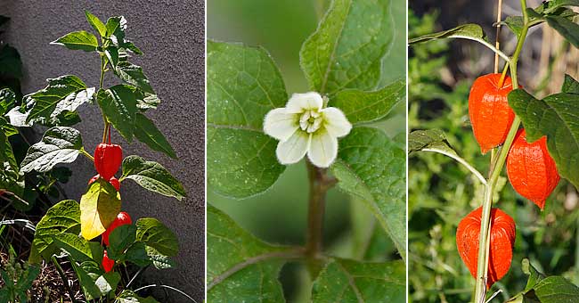 Fiche florale du Coqueret