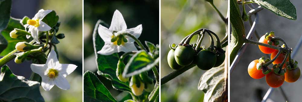 Fiche florale de la Morelle noire