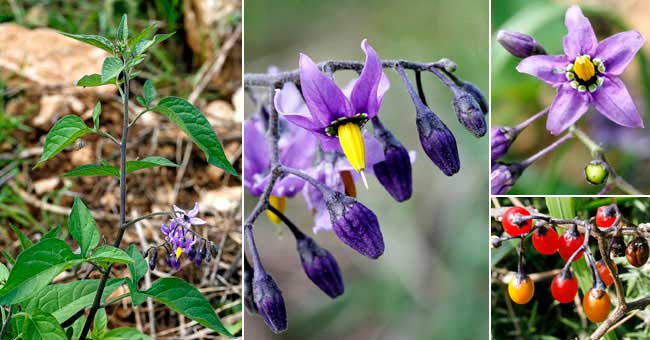 Fiche florale de la Morelle douce-amre